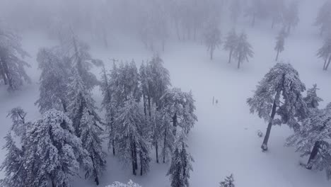 雪覆蓋的樹木在歐洲冬天在特魯多斯山的森林中