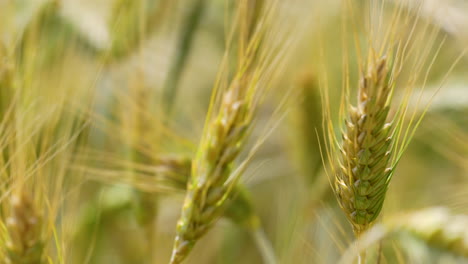 Verschwommene-Aufnahme-Von-Gerstenhalmen,-Die-Sanft-Im-Wind-Schwanken-Und-Einen-Künstlerischen-Und-Ruhigen-Eindruck-Des-Getreidefeldes-Erzeugen