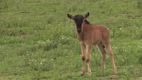 Baby-wildebeest-alone-in-the-open-watching-out-for-its-mother