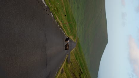 disparo vertical de dos ovejas solitarias en medio de una carretera de montaña en eysturoy, islas feroe