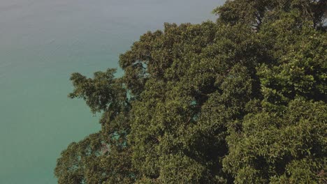 aerial top view tilt down tropical tree canopy jungle coastline turquoise water