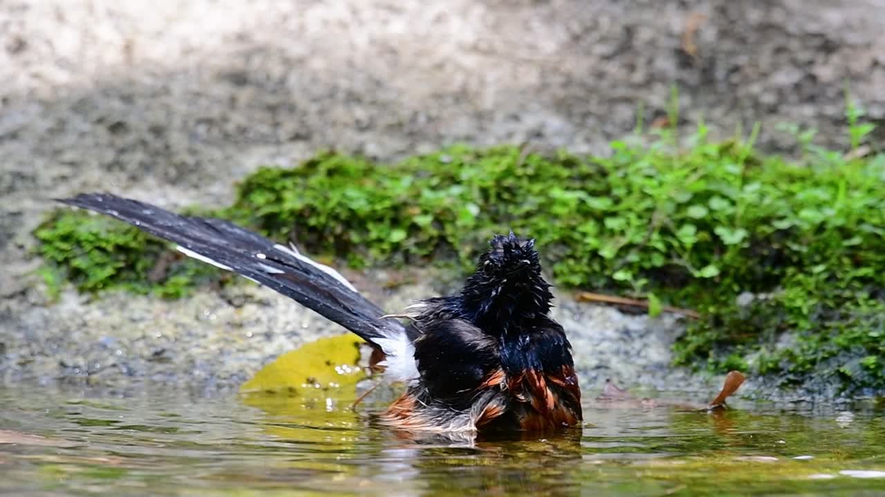 shama de rabadilla blanca bañándose en el bosque durante un día caluroso, copsychus malabaricus, en cámara lenta