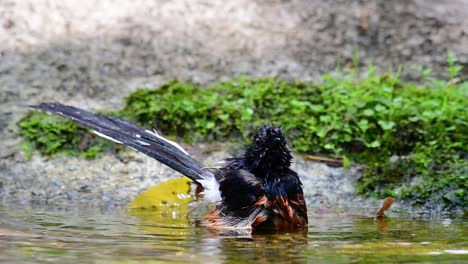 White-rumped-Shama-bathing-in-the-forest-during-a-hot-day,-Copsychus-malabaricus,-in-Slow-Motion