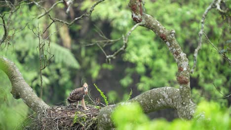 a-javan-hawk-eagle-chick-that-is-starting-to-become-a-teenager-is-trying-to-learn-to-stand-up-straight-with-increasingly-strong-leg