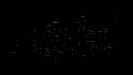 animación en 4k de un diente de león creciendo y las semillas soplando en el fondo del bucle de viento.