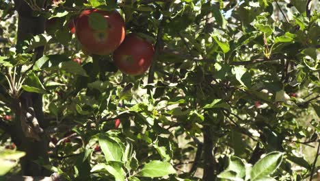 close up of female hands takes ripe apple fruits from a tree