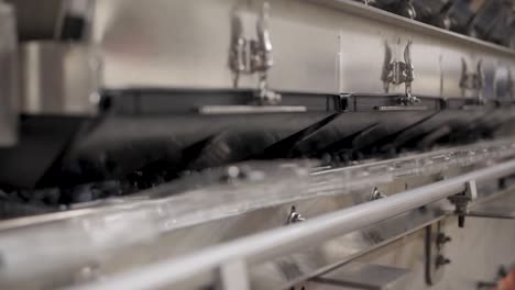 a blueberry processing and packaging plant