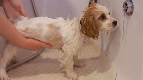 el peluquero lavando a un perro.