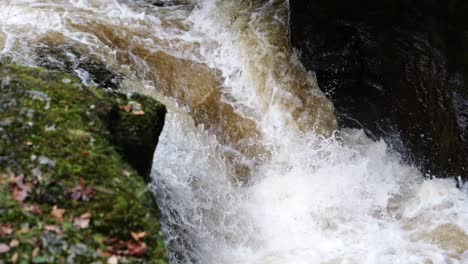 A run of wild atlantic salmon leaping up a waterfall in River Almond, Scotland