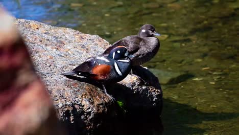 Nahaufnahme-Von-Harlekin-Enten,-Die-Auf-Einem-Felsbrocken-Neben-Einem-Bach-In-Den-Bergen-Im-Südwesten-Von-Alberta-Sitzen