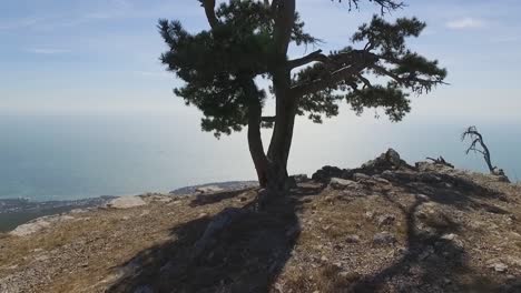 vista a la cima de la montaña con el océano y el árbol