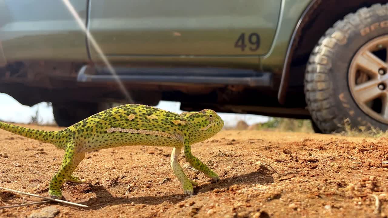 카멜레온 타임스 - 길을 는 것