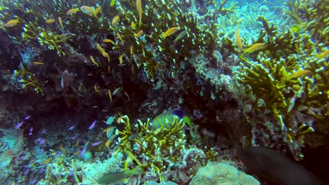 Cardúmenes-De-Damisela-Limón-Y-Anthias-Púrpura-Son-Perseguidos-Por-Peces-ángel-Reales-Bajo-El-Agua