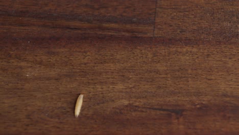 moth larva crawling on surface. closeup shot