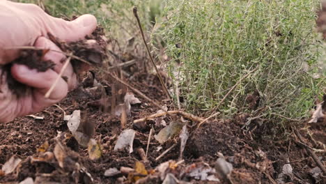 close up view of man hand touching and collecting soil near a thyme plant in the forest - low view in slow motion