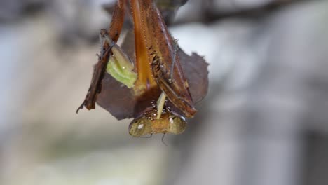 Dead-Leaf-Mantis,-Deroplatys-desiccata