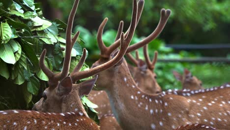 Group-of-male-chital-deer,-axis-axis-with-reddish-brown-fur-marked-by-white-spots-and-majestic-antlers,-feeding-on-a-leafy-green-vegetations,-handheld-motion-close-up-shot