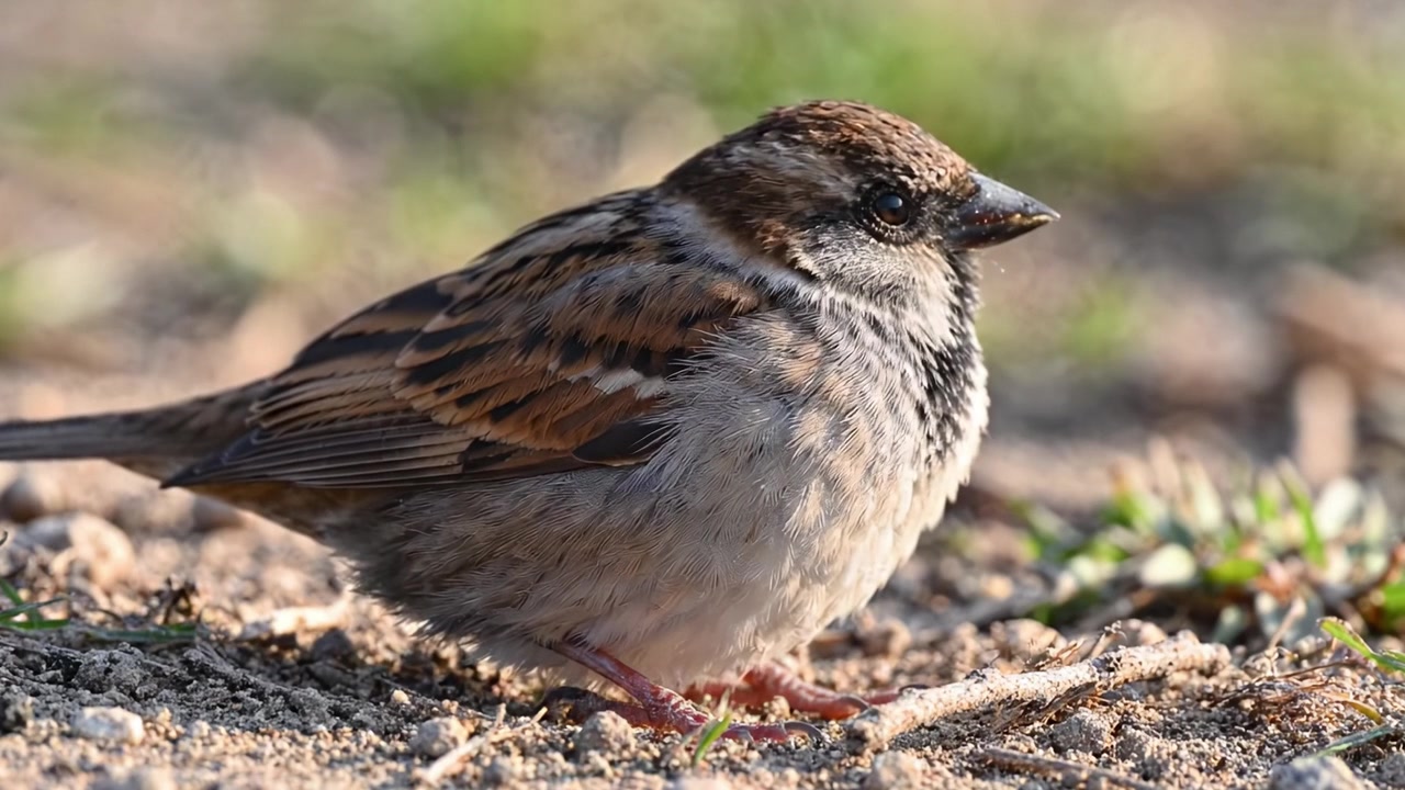 Et nærbillede af en lille spurv, der sidder på jorden, og viser dens detaljerede fjer og unikke karakteristika i et naturligt habitat.