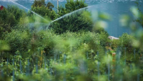 Water-sprinklers-working-in-the-apple-orchard