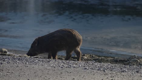 Wild-Boar-Foraging-Food-On-Banks-Of-River---Parc-Omega-In-Notre-Dame-de-Bonsecours,-Quebec,-Canada