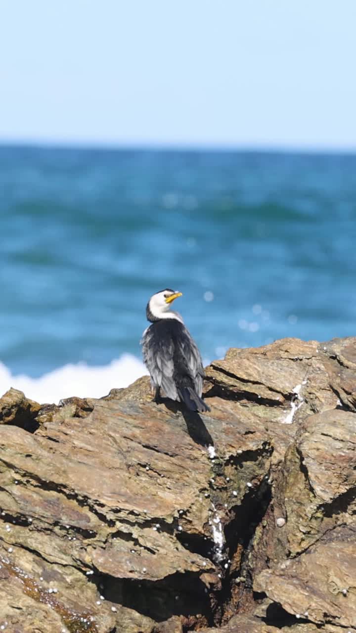 Uccello osserva le onde da un posatoio costiero