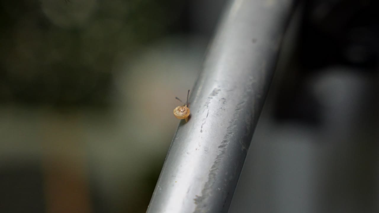 4K 50fps macro footage of a small garden snail with a brown shell. A beautiful close-up of wildlife nature with a blurred background, perfect for slow motion
