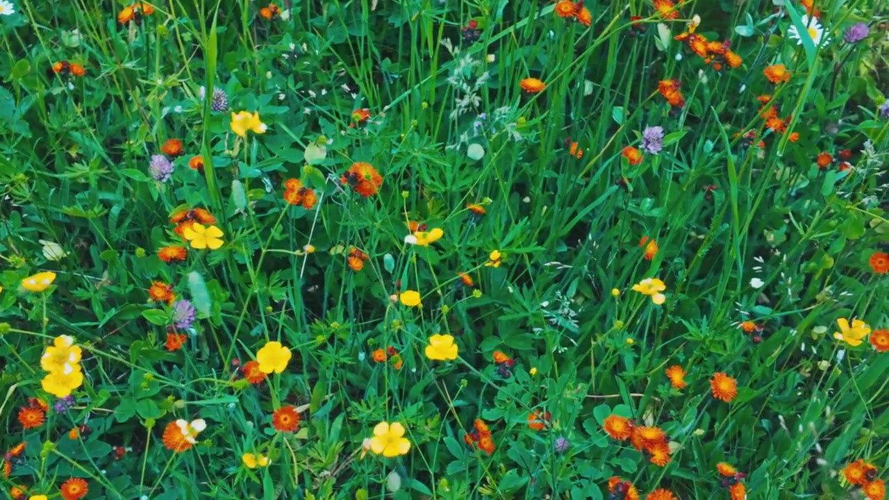 Un campo di fiori selvatici colorati nell'erba alta