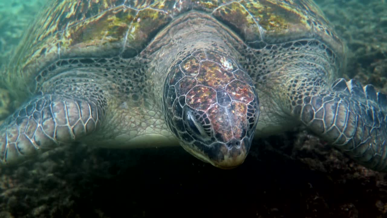 Close up of huge female old big sea turtle swimming in deep blue ocean among coral reef, feeding on corals. Close up. Ocean wildlife