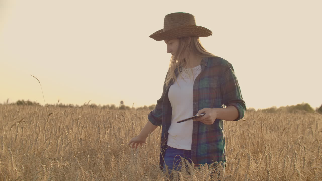 primer plano de una mujer granjera con un sombrero y una camisa a cuadros toca los brotes y las semillas de centeno examina y introduce datos en la tableta informática está en el campo al atardecer