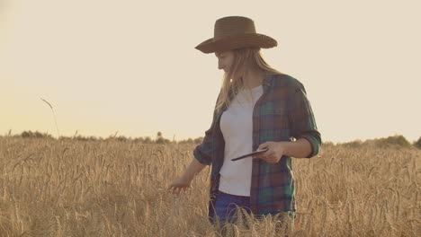 Close-up-of-a-woman-farmer-in-a-hat-and-a-plaid-shirt-touches-the-sprouts-and-seeds-of-rye-examines-and-enters-data-into-the-tablet-computer-is-in-the-field-at-sunset