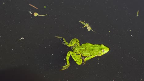 Close-up-of-green-common-frog-swimming-smoothly-with-back-legs-in-dark-dirty-water