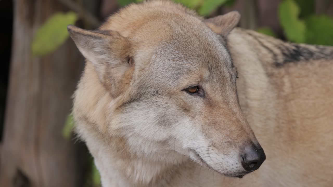 el lobo (canis lupus), también conocido como el lobo gris, es el miembro más grande existente de la familia de los canidos. los lobos son el miembro salvaje más grande de la familia de los perros.