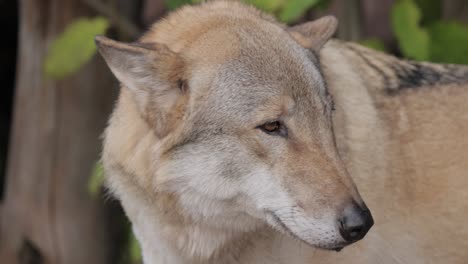 El-Lobo-(Canis-Lupus),-También-Conocido-Como-Lobo-Gris,-Es-El-Miembro-Más-Grande-De-La-Familia-Canidae.-Los-Lobos-Son-El-Miembro-Salvaje-Más-Grande-De-La-Familia-De-Los-Perros.