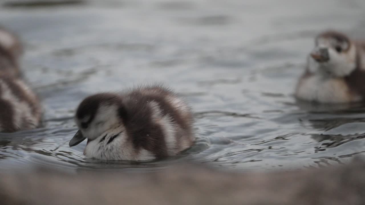 池で泳ぐ子ガモたち