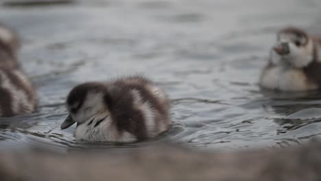 baby ducks swimming in a pond