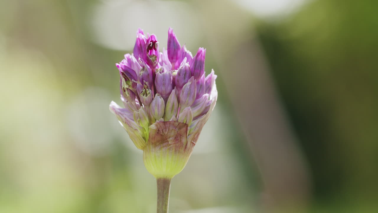 Makro sidebilde av en lilla purreblomst som beveger seg i vinden
