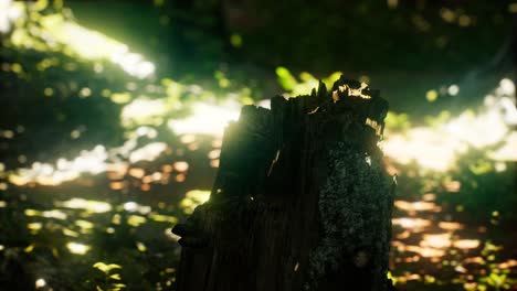 los rayos del sol se derraman a través de las hojas en un bosque tropical
