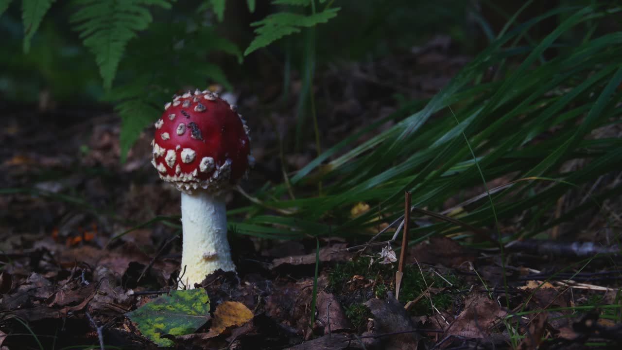Fly Agaric or Amanita Muscaria Poisonous Mushroom With a Red Cap and White Spots