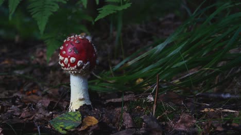 Agárico-De-Mosca-O-Amanita-Muscaria-Hongo-Venenoso-Con-Gorra-Roja-Y-Manchas-Blancas