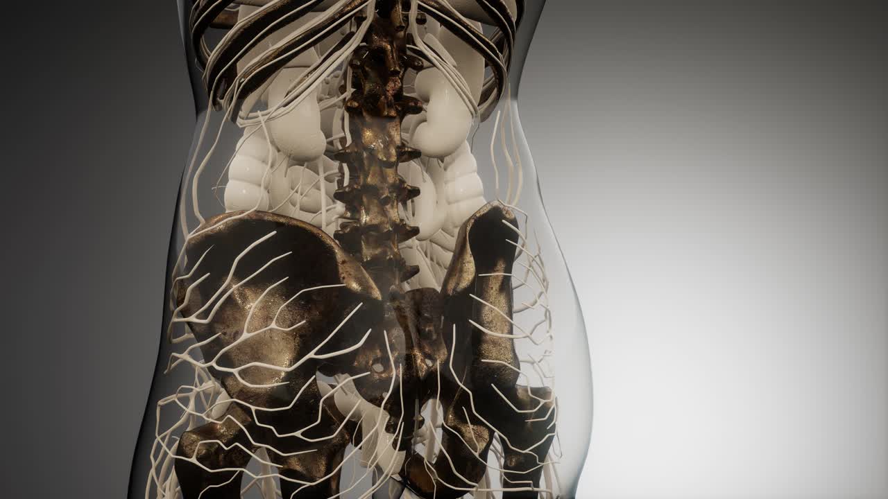 cuerpo humano transparente con huesos visibles