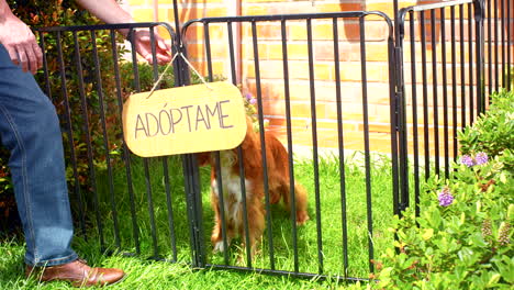 general shot of cocker spaniel dog for adoption