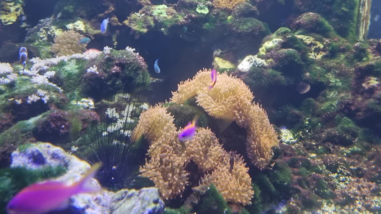 Colorful tropical fish swimming among coral reefs in a vibrant underwater aquarium ecosystem