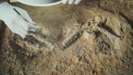 paleontologist examining dinosaur fossil