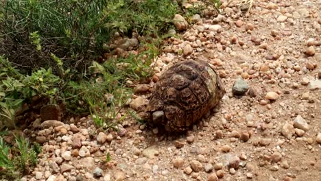 tortuga leopardo con caparazón roto se queda quieto en el suelo de grava, de cerca