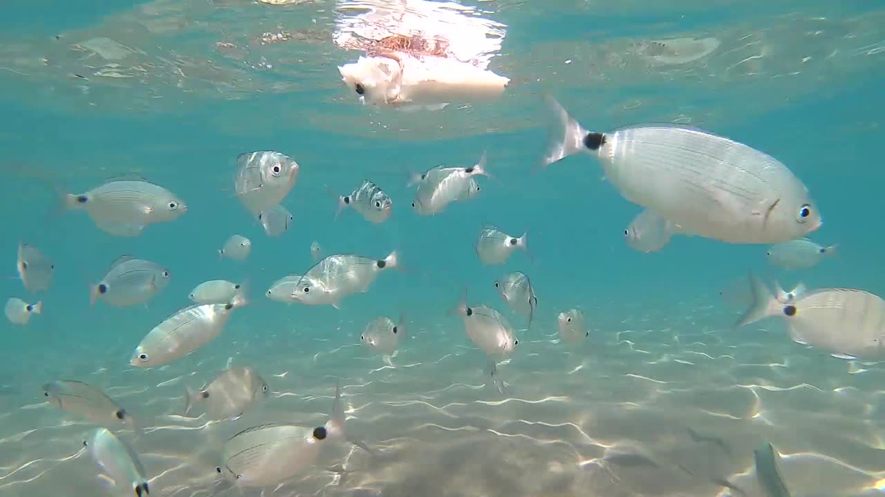 죽은 오징어를 먹는 물고기