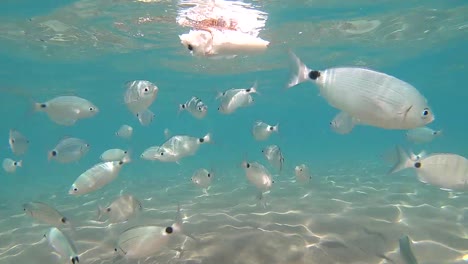 fish eating a dead cuttlefish