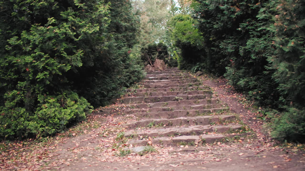 plano general de escalones de barro ascendiendo por un tranquilo corredor forestal, árboles a ambos lados, hojas secas esparcidas por el suelo, rústica escalera de piedra que asciende hacia una exuberante vegetación, sereno bosque