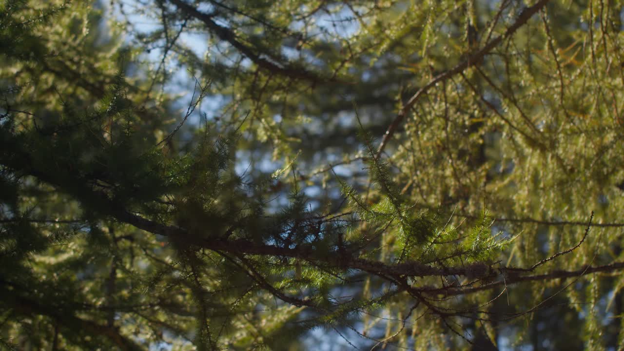 Immagine statica di foglie di pino in Italia, Valle d'Aosta, che mostra le texture della foresta alpina e i dettagli naturali