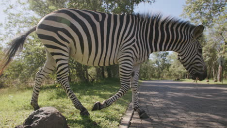 Zeitlupenaufnahmen-Eines-Zebras,-Das-Die-Straße-überquert