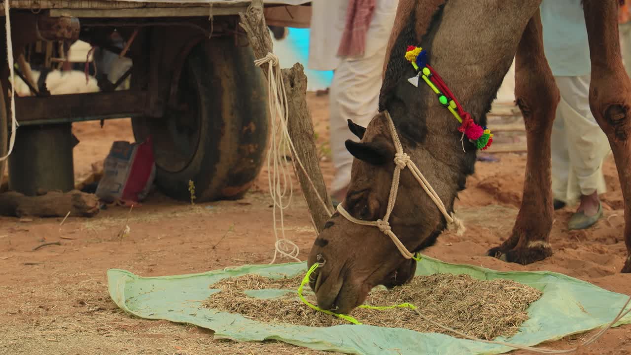 camellos en la feria de pushkar, también llamada feria de camellos de pushkar o localmente como kartik mela es una feria anual de varios días de ganado y cultural que se celebra en la ciudad de pushkar, rajasthan, india.